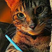 Mowgli is registered to the contest to win money with this photo: cat, tabby, close_up, animal, pet, feline, whiskers, paw, fur, striped, indoor, cozy, relaxed, curious, portrait, mammal, warm_lighting, blue_object, resting, cute