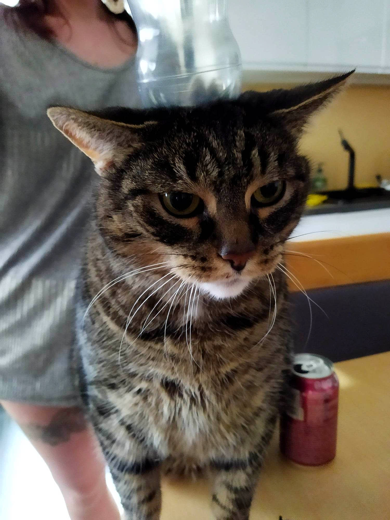 Scampi a rejoint le concours — aidez-le/la à gagner de superbes lots ! carnivore, cat, claw, desk, domestic_short_haired_cat, felidae, fur, paw, small_to_medium_sized_cats, snout, table, terrestrial_animal, whiskers