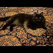 Lola is registered to the contest to win money with this photo: cat, black_cat, pet, indoor, carpet, patterned_carpet, fluffy, animal, feline, resting, lying_down, yellow_eyes, fur, cozy, domestic_animal, cute, relaxed, mammal, quiet, home