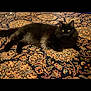 cat, black_cat, pet, indoor, carpet, patterned_carpet, fluffy, animal, feline, resting, lying_down, yellow_eyes, fur, cozy, domestic_animal, cute, relaxed, mammal, quiet, home