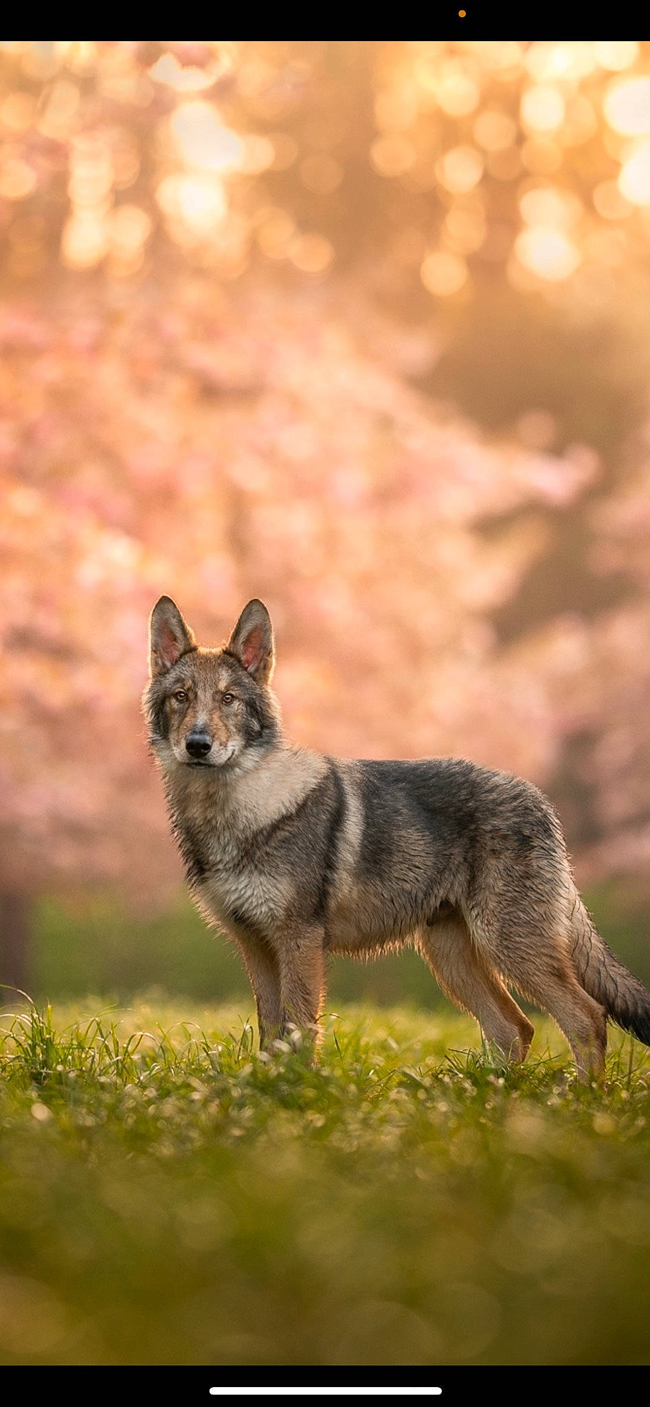 Arkhan a rejoint le concours — aidez-le/la à gagner de superbes lots ! art, canidae, canis, canis_lupus_tundrarum, carnivore, coyote, dog, dog_breed, fox, fur, grass, jackal, plant, red_wolf, snout, swift_fox, tail, terrestrial_animal, wildlife, wolf