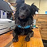 Sora joined the competition — help win amazing prizes! dog, black_dog, fluffy, long_hair, blue_harness, portrait, pet, animal, sitting, front_view, looking_at_camera, brown_eyes, wooden_counter, indoor, office, veterinary_clinic, equipment, blue_collar, cute, funny_expression