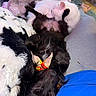 Sora joined the competition — help win amazing prizes! puppy, dog, cat, black_dog, white_cat, sleeping, cuddling, pets, indoor, blanket, cushion, cozy, upside_down, resting, animal, fur, closeup, pet_bed, home, playful