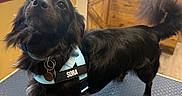 Sora is registered to the contest to win money with this photo: dog, black_dog, fluffy, long_hair, standing, collar, harness, name_tag, indoor, shop, counter, bookshelf, windows, wooden_interior, sunlight, patterned_floor, portrait, pet, animal, looking_up