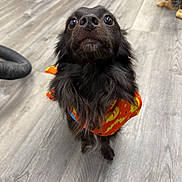Sora joined the competition — help win amazing prizes! dog, puppy, black_dog, shaggy_fur, long_hair, brown_eyes, portrait, close_up, halloween, costume, orange_clothing, indoor, wood_floor, background_dog, standing, looking_up, pet, animal, funny_expression, photography