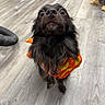 dog, puppy, black_dog, shaggy_fur, long_hair, brown_eyes, portrait, close_up, halloween, costume, orange_clothing, indoor, wood_floor, background_dog, standing, looking_up, pet, animal, funny_expression, photography