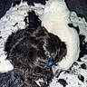 cat, dog, pets, animal, white_cat, black_dog, sleeping, curled_up, cuddling, snuggling, furry, fluffy, black_and_white, blanket, bed, indoor, cozy, plush_toys, slipper, home