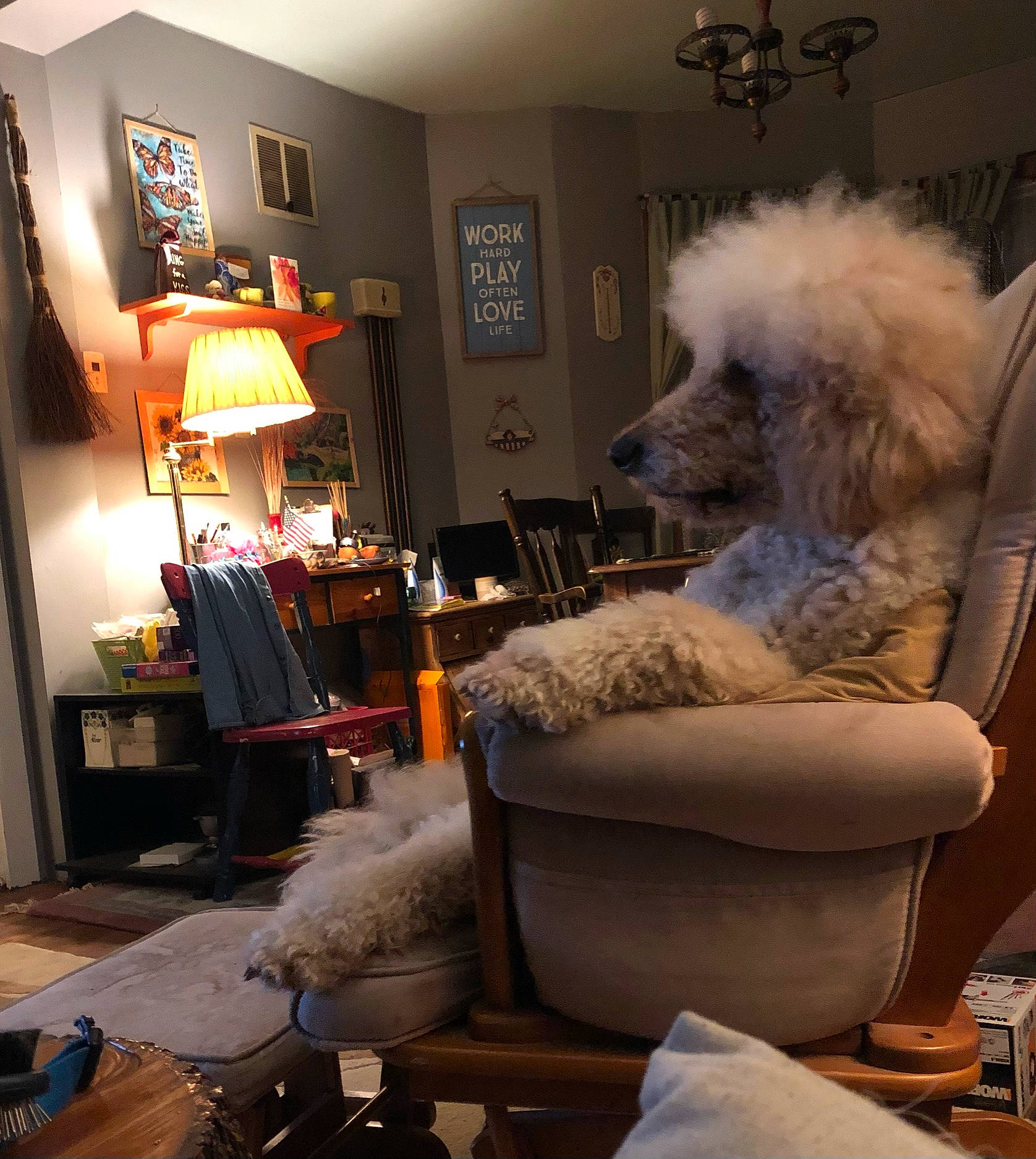 Rocky joined the competition — help win amazing prizes! canidae, carnivore, chair, comfort, companion_dog, dog, dog_breed, floor, flooring, fur, furniture, grey, home, interior_design, lamp, living_room, picture_frame, room, sporting_group, toy_dog