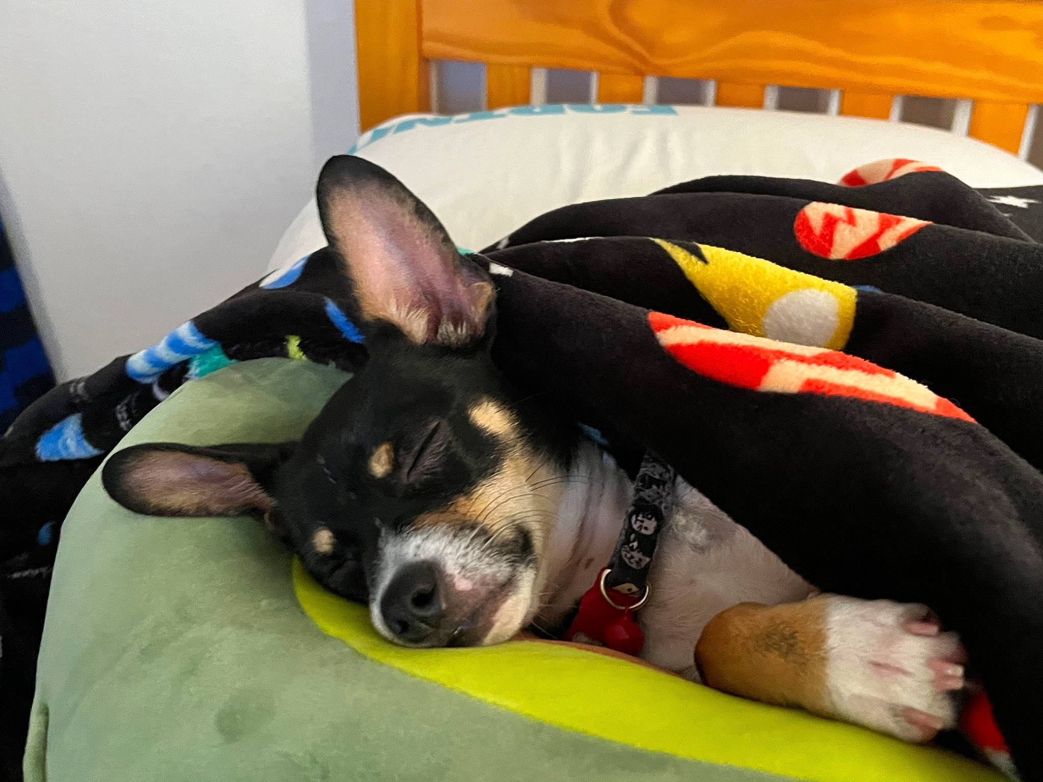 Rocko joined the competition — help win amazing prizes! carnivore, chihuahua, comfort, companion_dog, dog, dog_breed, dog_clothes, dog_supply, ear, fawn, linens, nap, paw, snout, sporting_group, terrestrial_animal, toy_dog, whiskers, working_animal, working_dog