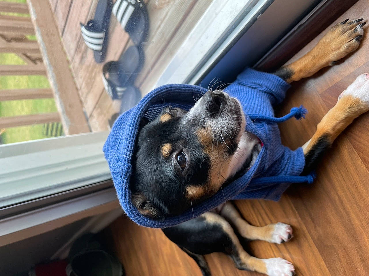 Rocko is registered to the contest to win money with this photo: canidae, carnivore, comfort, companion_dog, dog, dog_breed, electric_blue, fawn, flooring, fur, hardwood, pet_supply, snout, sporting_group, tail, whiskers, window, wood, wood_stain, working_animal