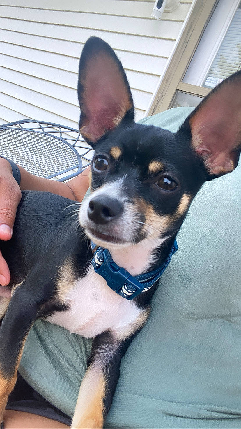 Rocko joined the competition — help win amazing prizes! canidae, carnivore, collar, comfort, companion_dog, dog, dog_breed, dog_collar, ear, fawn, fur, prazsky_krysarik, puppy, russkiy_toy, snout, sporting_group, toy_dog, whiskers, working_animal, working_dog