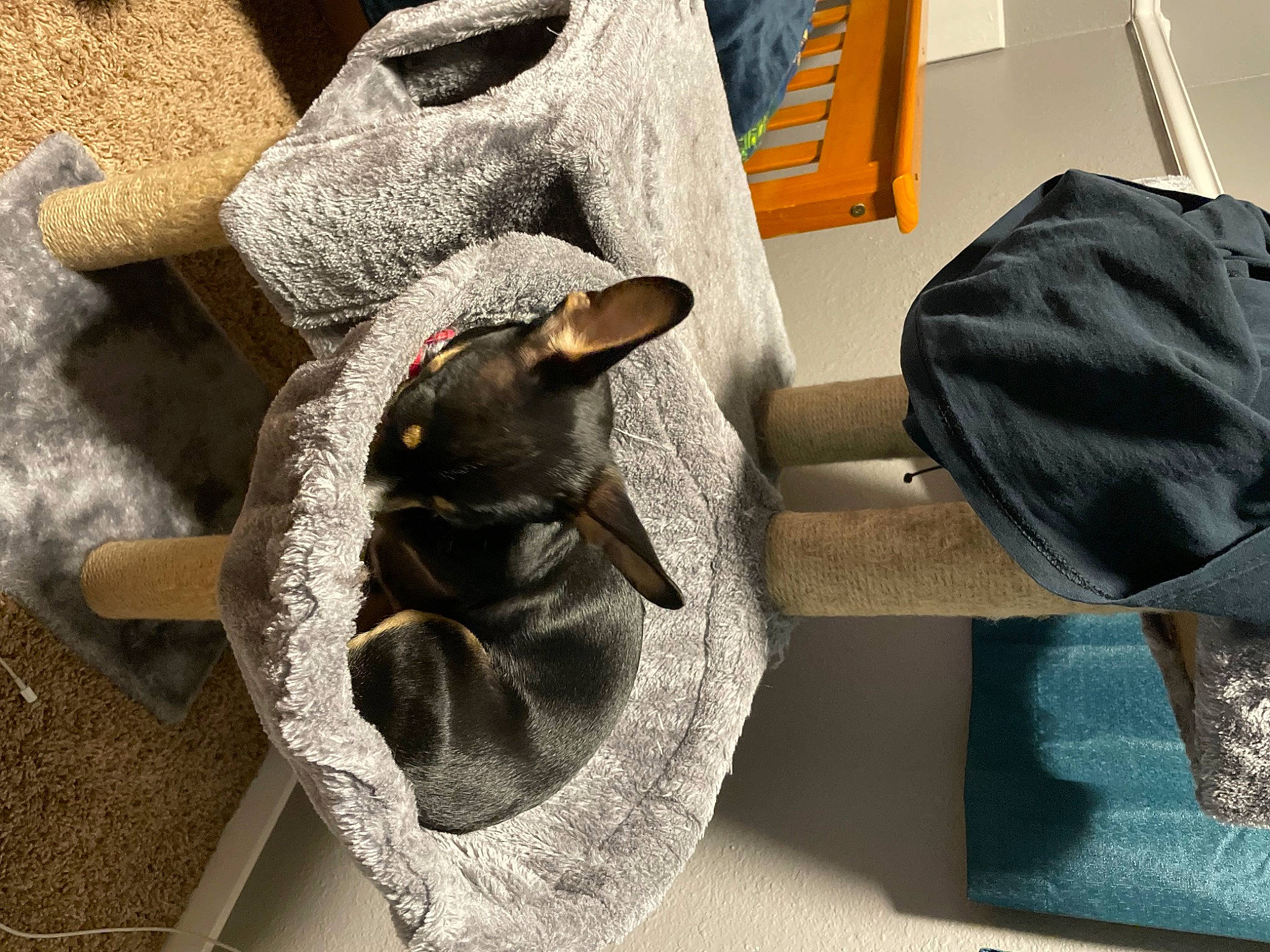 Rocko is registered to the contest to win money with this photo: art, bag, chair, fashion_accessory, fawn, felidae, flooring, fur, grey, hide, linens, luggage_and_bags, metal, natural_material, room, small_to_medium_sized_cats, tail, visual_arts, wood, wool