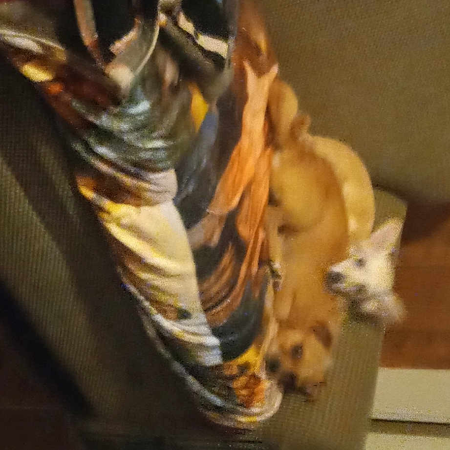 Huck joined the competition — help win amazing prizes! art, claw, comfort, companion_dog, dog_breed, felidae, fur, hardwood, houseplant, human_leg, room, small_to_medium_sized_cats, tail, terrestrial_animal, toy, whiskers, wildlife, wood