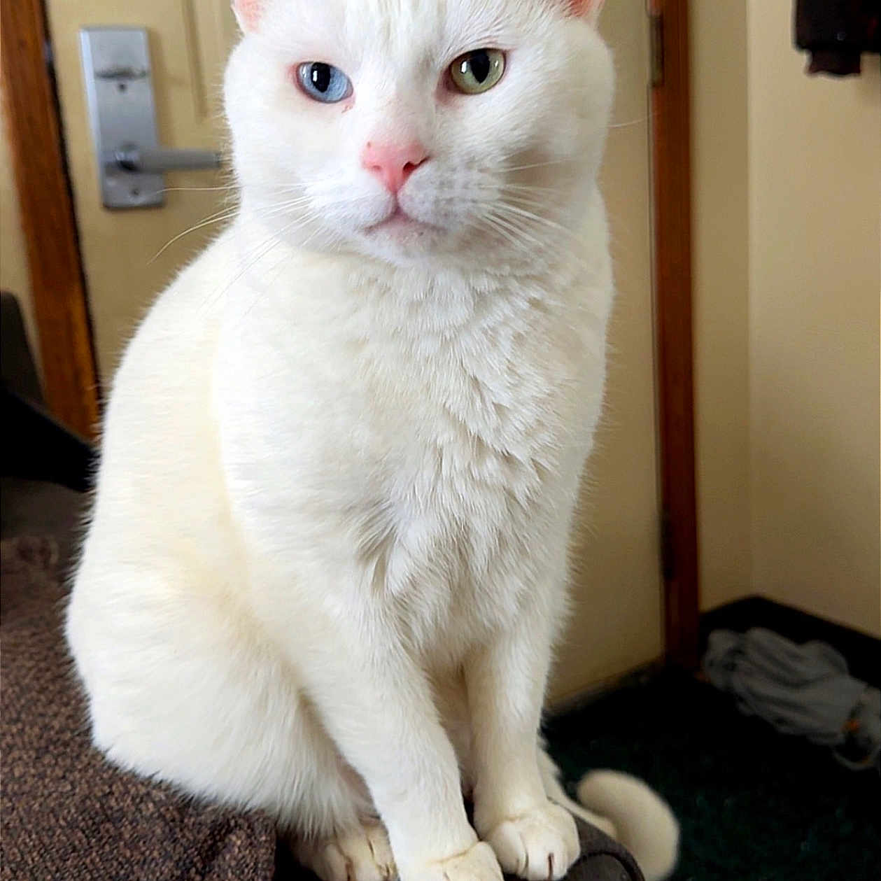 Jasper is registered to the contest to win money with this photo: armrest, blue_eye, carpet, cat, couch, domestic_animal, door, ears, feline, fur, green_eye, heterochromia, household, indoor, pet, pink_nose, relaxed, sitting, whiskers, white_cat
