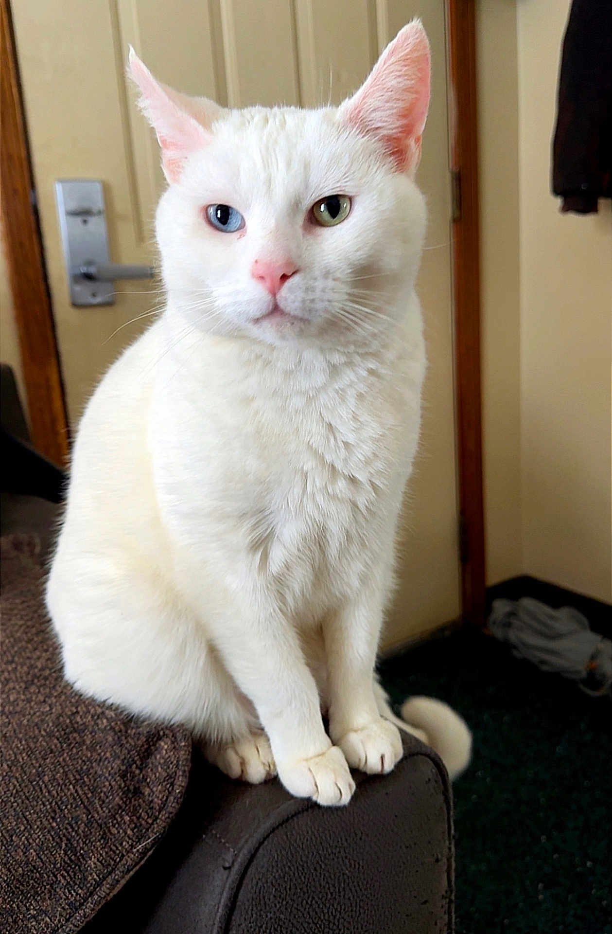 Jasper is registered to the contest to win money with this photo: cat, white_cat, heterochromia, blue_eye, green_eye, indoor, feline, pet, sitting, couch, armrest, fur, whiskers, ears, pink_nose, domestic_animal, household, carpet, door, relaxed