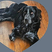 Verdi participe au concours pour gagner de l'argent avec cette photo : animal, black_dog, brown_eyes, calm, canine, cute, dog, domestic_animal, flooring, fur, heart_shape, house, indoor, laying_down, looking_at_camera, love, mammal, pet, portrait, wooden_floor