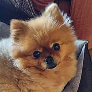 Pitchoune a rejoint le concours — aidez-le/la à gagner de superbes lots ! animal, brown, companion, couch, cozy, cute, dog, domestic_pet, eyes, face, fluffy, fur, furniture, household, indoor, nose, pet, pomeranian, relaxed, small_dog