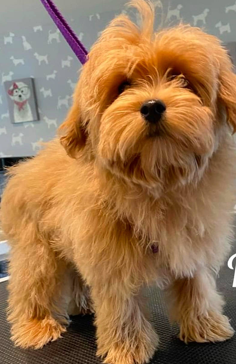 Molly joined the competition — help win amazing prizes! canidae, carnivore, companion_dog, dog, dog_breed, fur, liver, maltepoo, non_sporting_group, small_terrier, snout, sporting_group, terrier, toy_dog, working_animal, yorkipoo