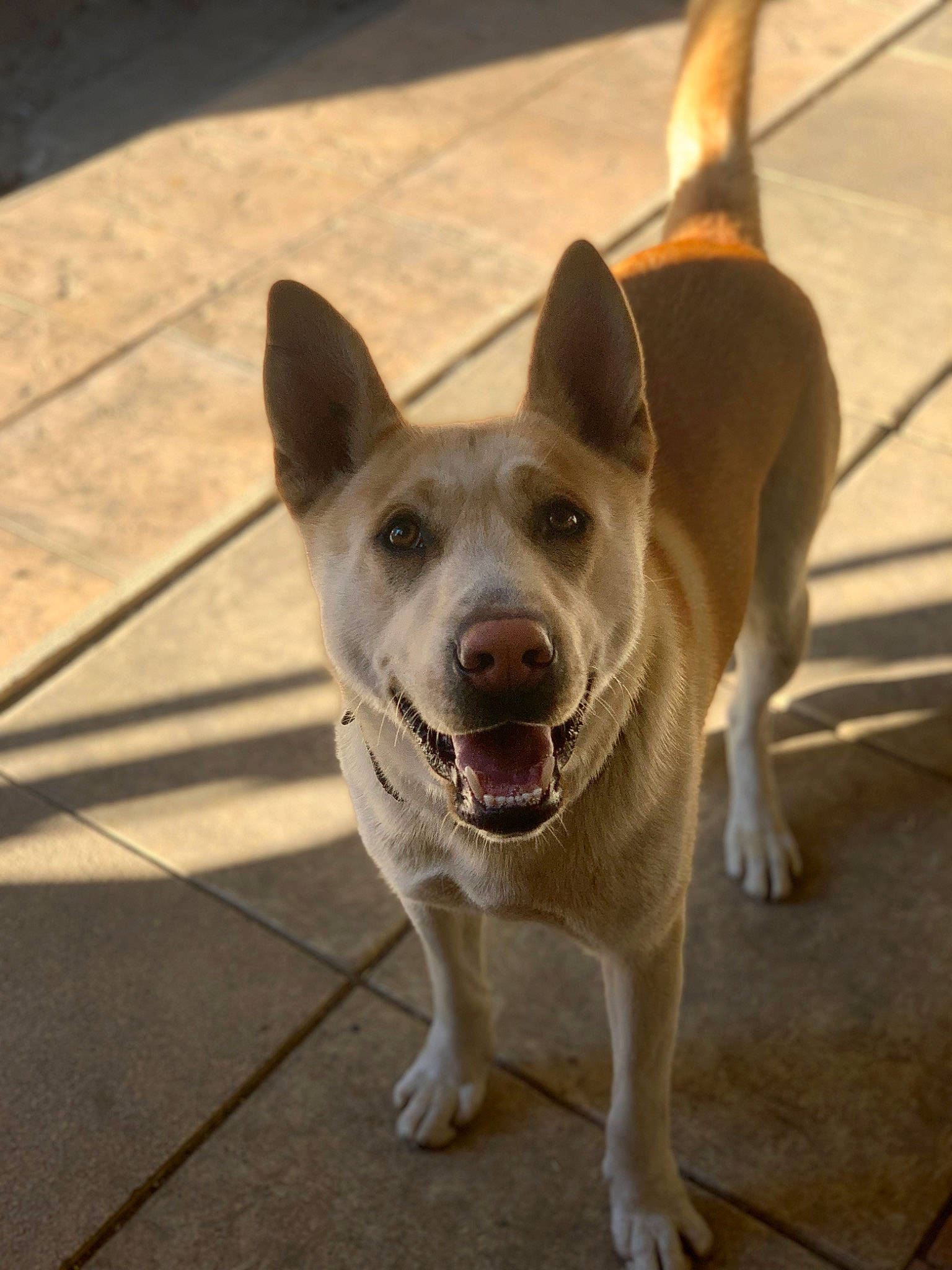 Toruk participe au concours pour gagner de l'argent avec cette photo : canidae, carnivore, collar, companion_dog, dog, dog_breed, dog_collar, fang, fawn, flooring, jaw, non_sporting_group, paw, road_surface, snout, sporting_group, tail, whiskers, window, working_animal