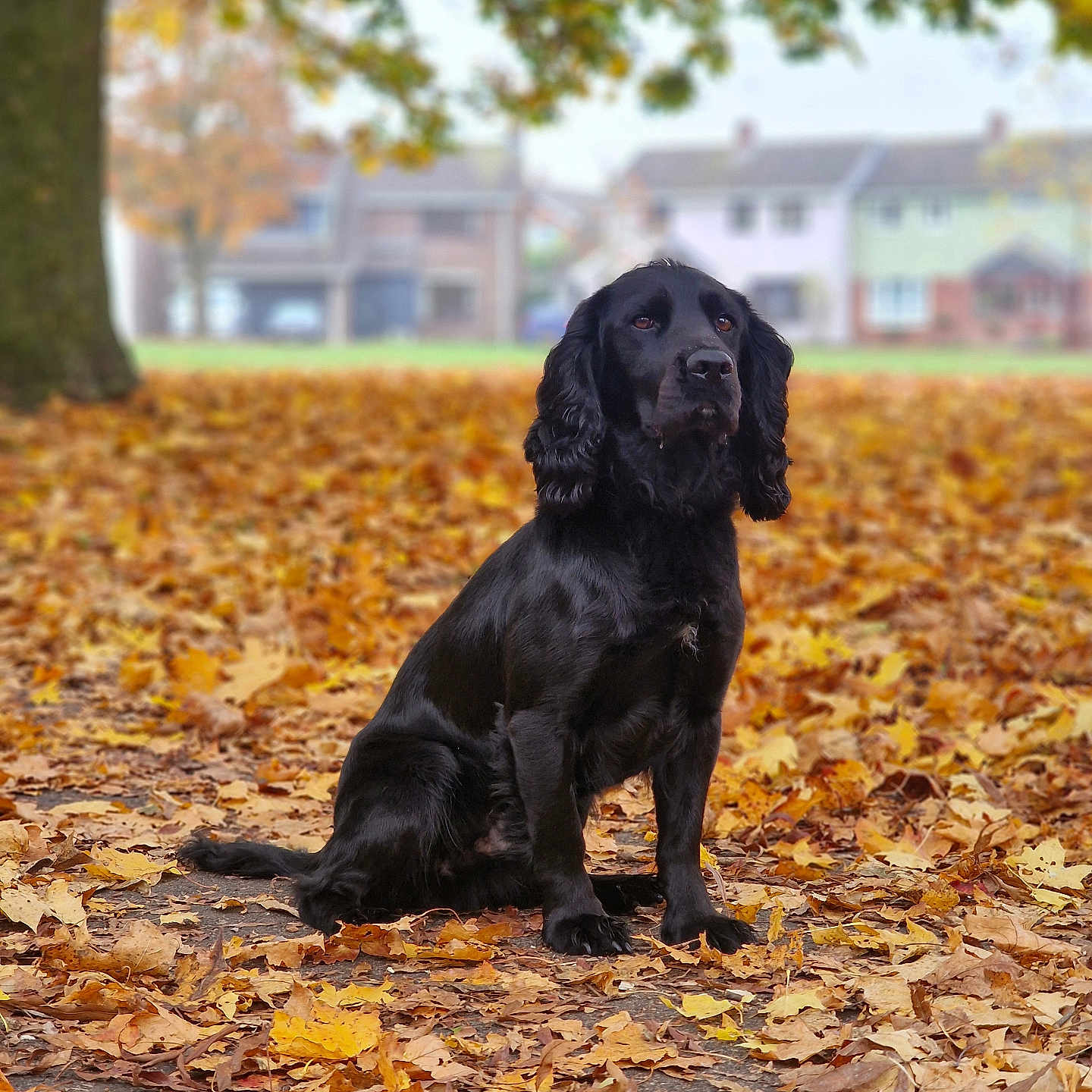 Ralphy joined the competition — help win amazing prizes! animal, autumn, canine, cockerspaniel, dog, field, grass, grassland, hound, labradorretriever, leaf, maple, outdoors, pet, plant, pointer, puppy, tree, treetrunk, vegetation