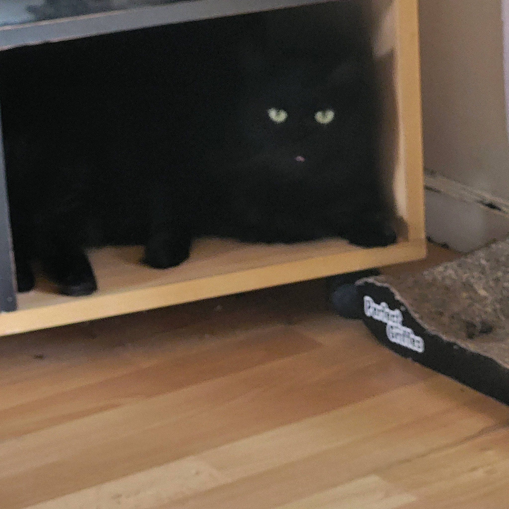 Blacko participe au concours pour gagner de l'argent avec cette photo : black_cat, bombay, carnivore, cat, domestic_short_haired_cat, felidae, floor, flooring, grey, hardwood, laminate_flooring, plywood, rectangle, small_to_medium_sized_cats, tail, varnish, whiskers, wood, wood_flooring, wood_stain