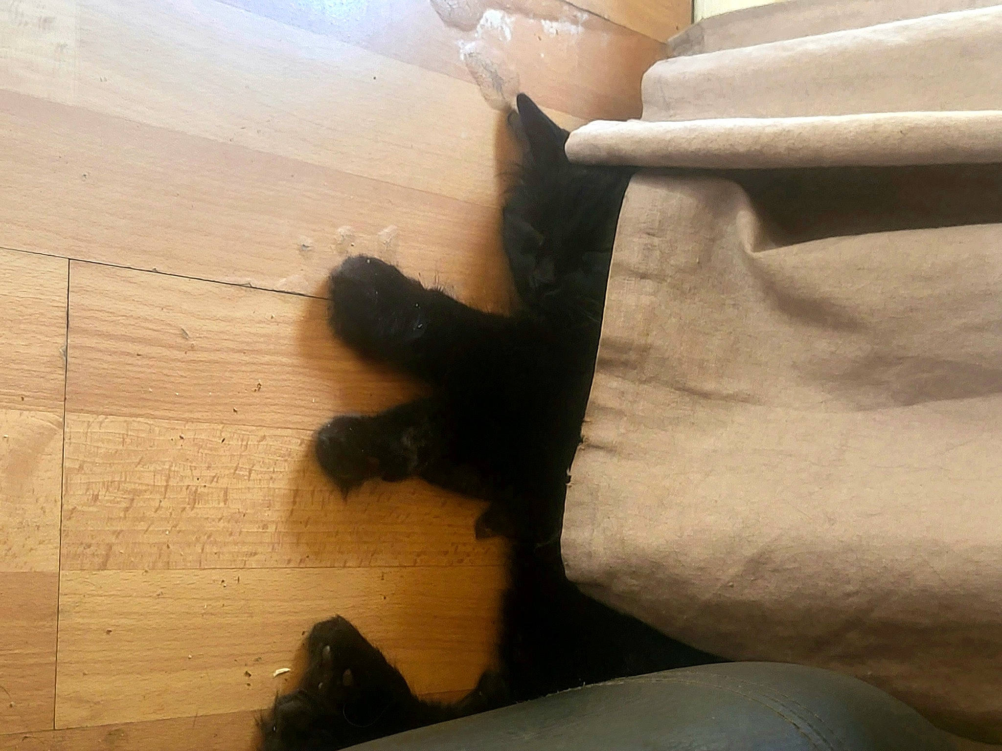 Blacko participe au concours pour gagner de l'argent avec cette photo : bombay, carnivore, cat, comfort, fawn, felidae, flooring, foot, fur, hardwood, human_leg, linens, plywood, shadow, small_to_medium_sized_cats, tail, terrestrial_animal, tints_and_shades, wood, wood_stain