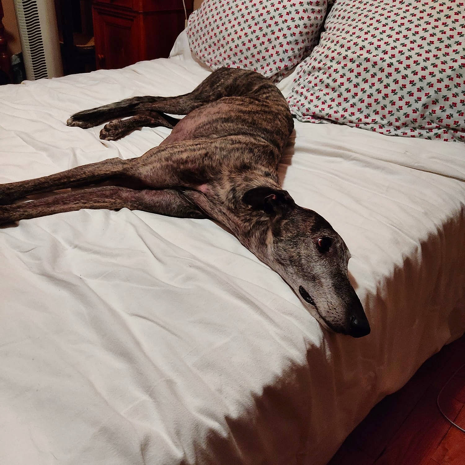 Khal Doggo a rejoint le concours — aidez-le/la à gagner de superbes lots ! bed, bedding, carnivore, claw, comfort, companion_dog, dog, dog_breed, fur, grey, hardwood, linens, mammal, room, snout, sporting_group, tail, terrestrial_animal, wood, working_animal