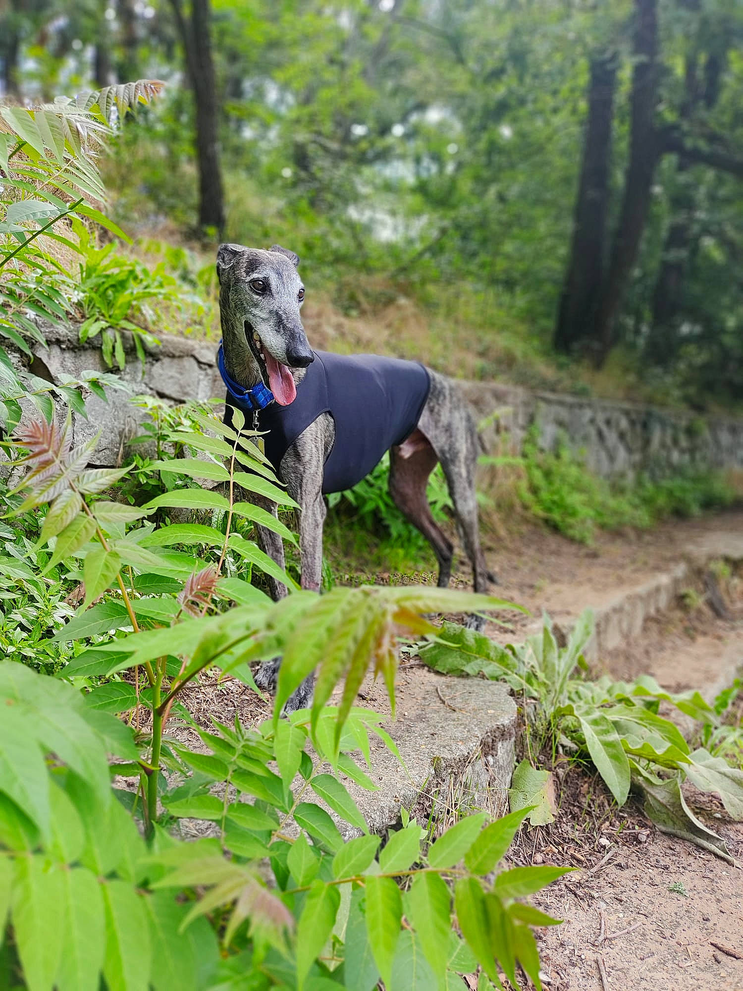 Khal Doggo participe au concours pour gagner de l'argent avec cette photo : carnivore, dog, dog_breed, fawn, forest, grass, groundcover, jungle, natural_environment, plant, plant_community, shrub, sporting_group, temperate_broadleaf_and_mixed_forest, terrestrial_animal, terrestrial_plant, tree, wood, woodland, working_animal