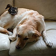 Dolly is registered to the contest to win money with this photo: dog, duckling, couch, leather, person, white_shirt, black_pants, nike_logo, pet, animal, indoor, resting, comfort, brown_dog, small_bird, living_room, relaxation, companionship, fur, feathers