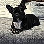 dog, french_bulldog, pet, bed, blanket, pillow, indoor, black_coat, white_chest, paws, ears, muzzle, resting, portrait, cozy, bedding, cute, animal, fur, relaxed