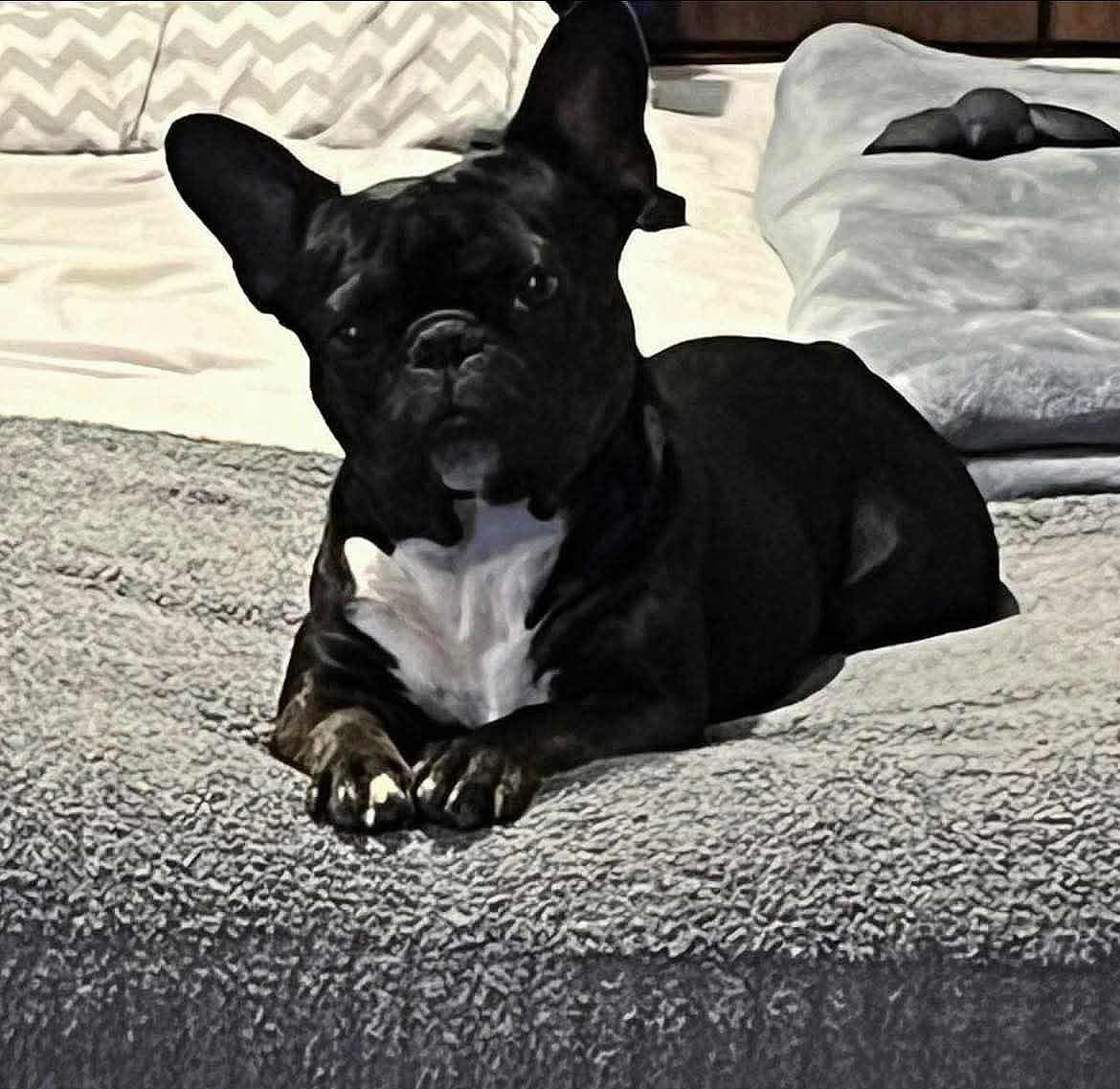 Khan is registered to the contest to win money with this photo: dog, french_bulldog, pet, bed, blanket, pillow, indoor, black_coat, white_chest, paws, ears, muzzle, resting, portrait, cozy, bedding, cute, animal, fur, relaxed