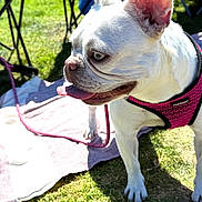 Princess joined the competition — help win amazing prizes! dog, white_dog, pink_harness, leash, grass, outdoor, sunlight, pet, canine, animal, tongue_out, ears_up, side_view, shadow, blanket, chair, summer, daytime, muzzle, fur