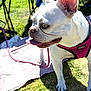 dog, white_dog, pink_harness, leash, grass, outdoor, sunlight, pet, canine, animal, tongue_out, ears_up, side_view, shadow, blanket, chair, summer, daytime, muzzle, fur