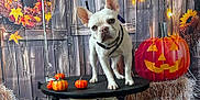 Princess joined the competition — help win amazing prizes! animal, autumn, bulldog, canine, dog, festival, food, frenchbulldog, furniture, halloween, jack_o_lantern, leaf, pet, plant, pottedplant, produce, puppy, squash, table, vegetable