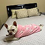 Princess is registered to the contest to win money with this photo: french_bulldog, dog, pet, bed, pink_sweater, white_fur, indoor, quilted_bedspread, pillows, resting, animal, cute, cozy, portrait, domestic, furniture, headboard, ears, nose, paws