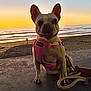 Princess joined the competition — help win amazing prizes! dog, french_bulldog, pink_harness, leash, beach, sunset, ocean, waves, concrete, hand, pet, outdoor, animal, canine, evening, sky, sand, water, companion, serene
