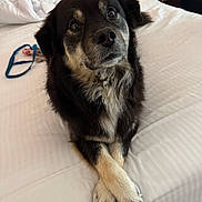 Waylon is registered to the contest to win money with this photo: dog, bed, indoor, crossed_paws, black_fur, white_fur, pet, animal, fur, canine, looking_up, resting, domestic_animal, cute, bedroom, wooden_furniture, blanket, leash, collar, cozy