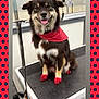 Waylon joined the competition — help win amazing prizes! dog, bandana, red_paw_dye, grooming_table, happy, pet, indoor, fur, smiling, animal, cute, black_fur, white_fur, tan_fur, pet_care, leash, polka_dot, portrait, sitting, canine
