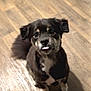 Waylon joined the competition — help win amazing prizes! dog, small_dog, black_dog, tan_markings, tongue_out, sitting, wooden_floor, indoor, pet, cute, playful, looking_up, animal, canine, fur, ears, tail, companion, adorable, friendly