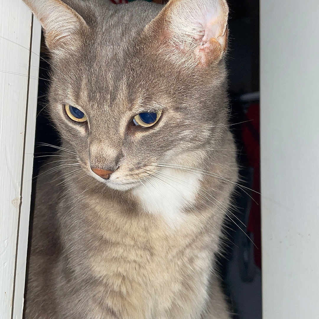 Nougat participe au concours pour gagner de l'argent avec cette photo : abyssinian, angora, animal, cat, kitten, manx, pet, siamese