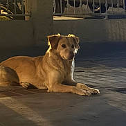 Abby is registered to the contest to win money with this photo: dog, animal, canine, pet, outdoor, night, pavement, fence, quiet, calm, tan, lying, street_light, shadow, side_view, domestic_animal, mammal, evening, resting, fur