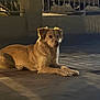 dog, animal, canine, pet, outdoor, night, pavement, fence, quiet, calm, tan, lying, street_light, shadow, side_view, domestic_animal, mammal, evening, resting, fur