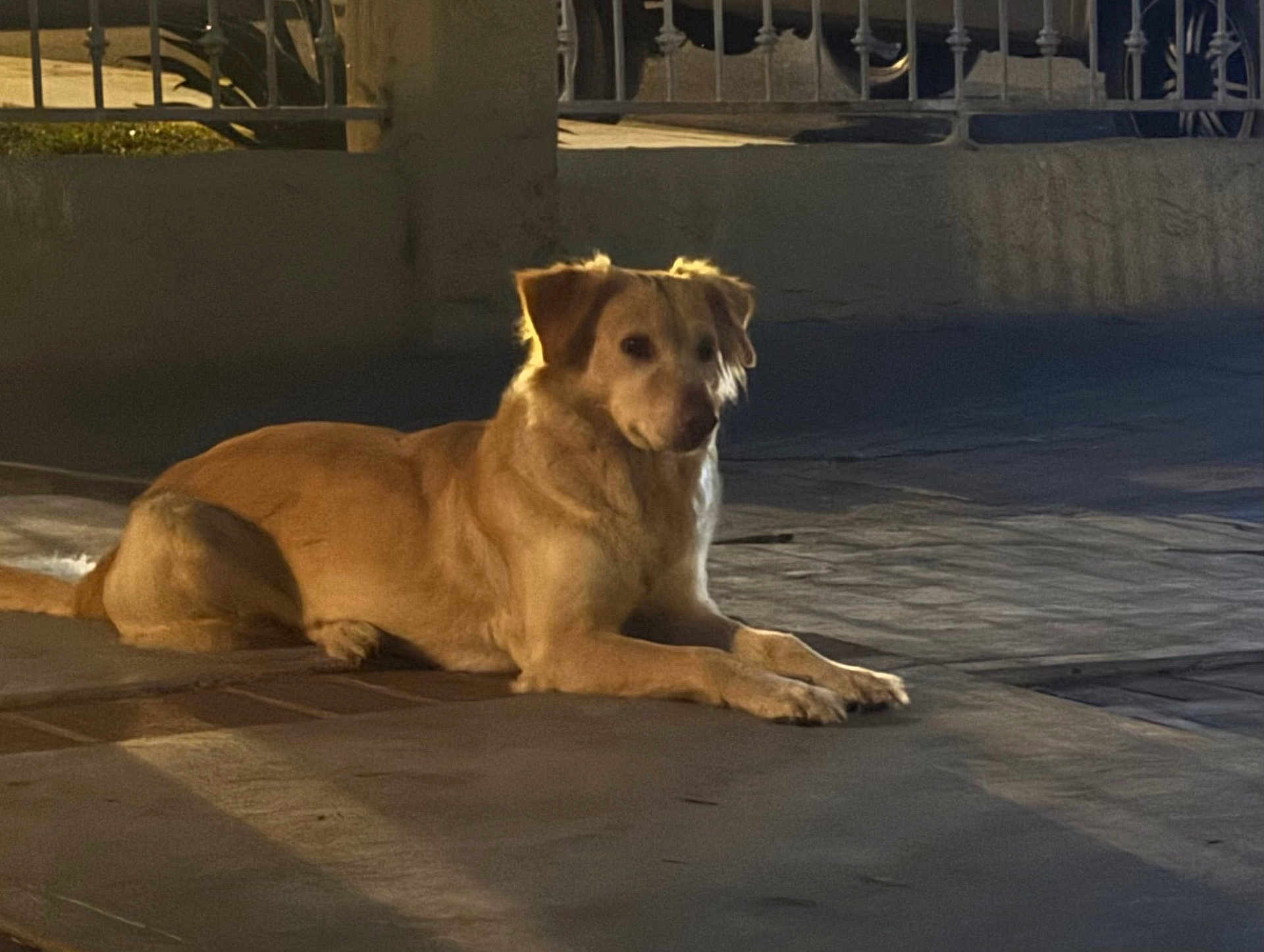 Abby is registered to the contest to win money with this photo: dog, animal, canine, pet, outdoor, night, pavement, fence, quiet, calm, tan, lying, street_light, shadow, side_view, domestic_animal, mammal, evening, resting, fur