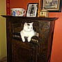 cat, pet, cabinet, antique, wooden_furniture, vase, ceramic_bowl, framed_photo, painting, orange_wall, indoor, shelf, paws, curious, sitting, decorative, home_interior, flash_photography, cozy, portrait