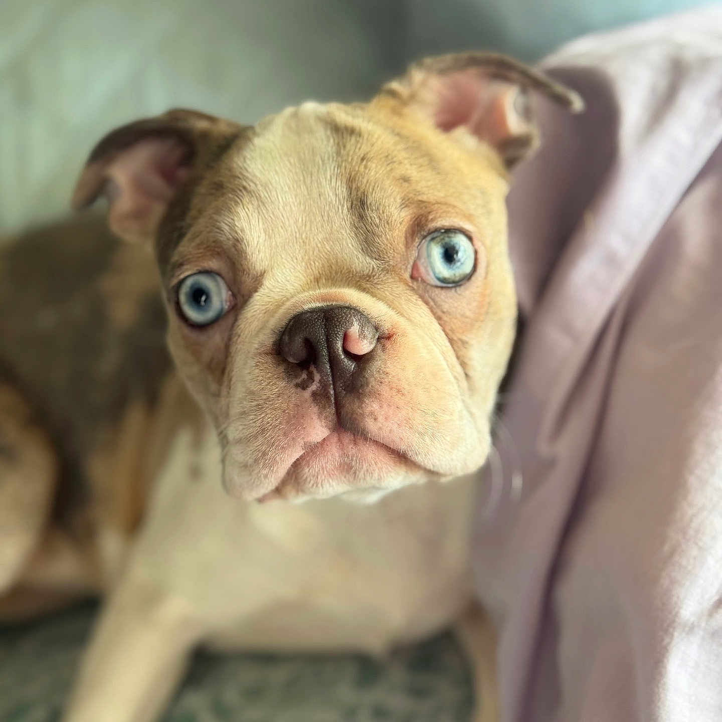 Bella joined the competition — help win amazing prizes! animal, blanket, blue_eyes, close_up, couch, cozy, cute, dog, ears, expression, face, fur, indoor, looking, nose, pet, portrait, puppy, soft_light, young