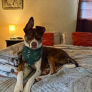 Apollo is registered to the contest to win money with this photo: dog, bed, blanket, bandana, lamp, pillow, bedroom, furniture, cozy, brown, white, pet, resting, indoor, curtain, decor, wood, sleeping_area, comfort, animal