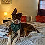 dog, bed, blanket, bandana, lamp, pillow, bedroom, furniture, cozy, brown, white, pet, resting, indoor, curtain, decor, wood, sleeping_area, comfort, animal