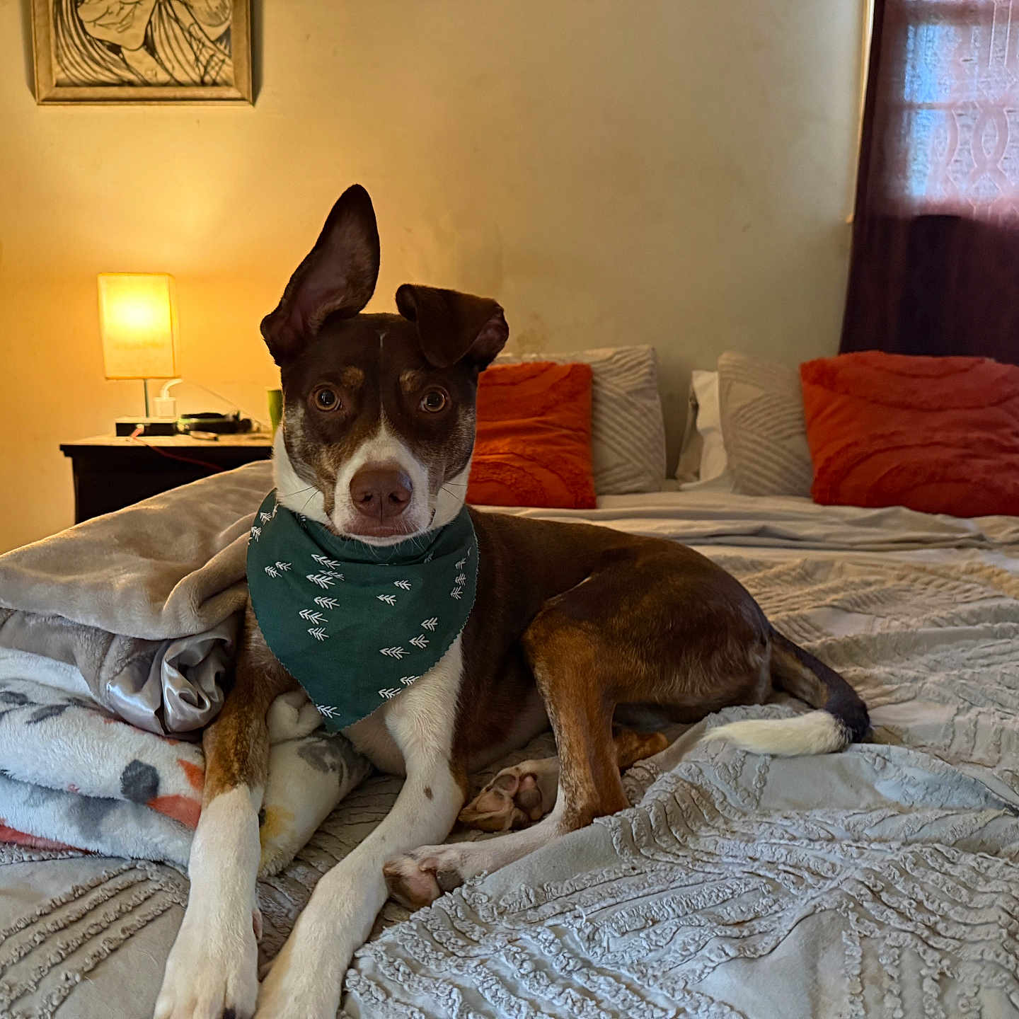 Apollo is registered to the contest to win money with this photo: animal, bandana, bed, bedroom, blanket, brown, comfort, cozy, curtain, decor, dog, furniture, indoor, lamp, pet, pillow, resting, sleeping_area, white, wood