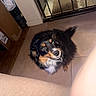 Ruby joined the competition — help win amazing prizes! dog, pet, indoor, floor, tile, black_fur, brown_fur, white_fur, looking_up, ears, tail, door, metal_gate, household_items, corner, lighting, shadow, floor_tile, animal, companion
