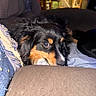 Ruby is registered to the contest to win money with this photo: dog, resting, cushion, indoor, close_up, black_fur, brown_fur, face, pet, cozy, hand, blurred_background, furniture, living_room, relaxed, animal, portrait, soft_texture, companion, calm